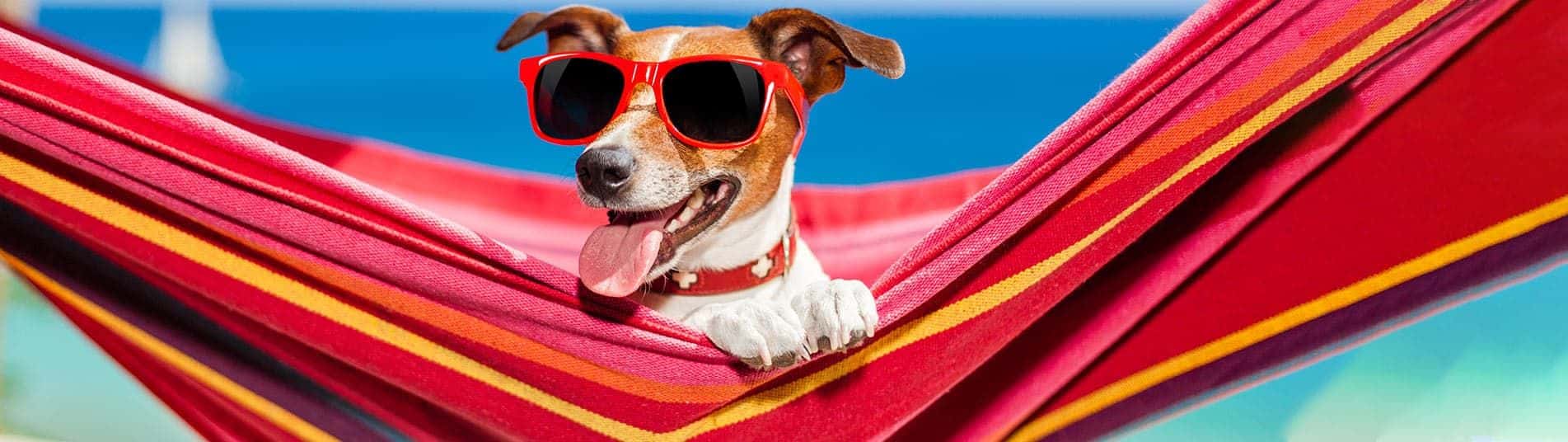 animal de compagnie pendant les vacances
