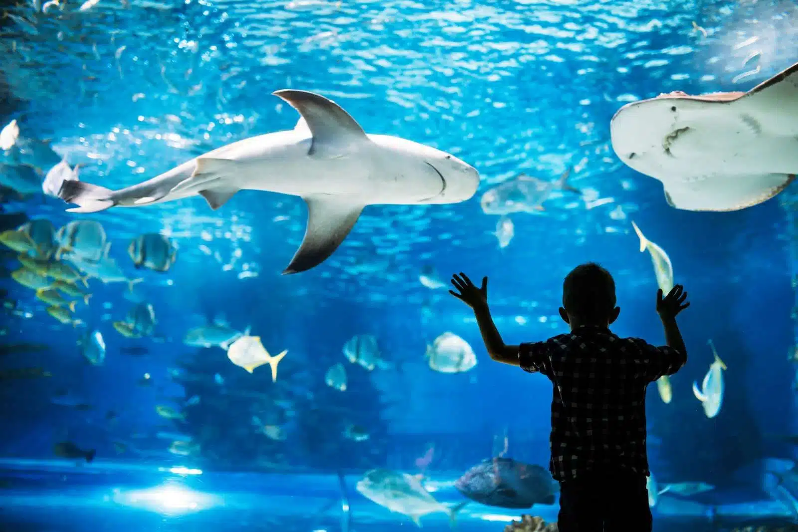 meilleurs aquariums de france