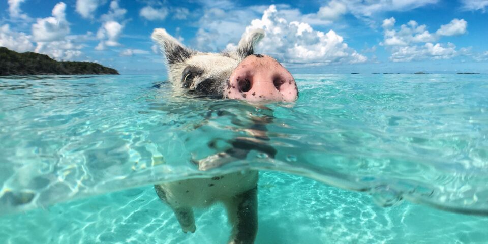 cochons aux Bahamas