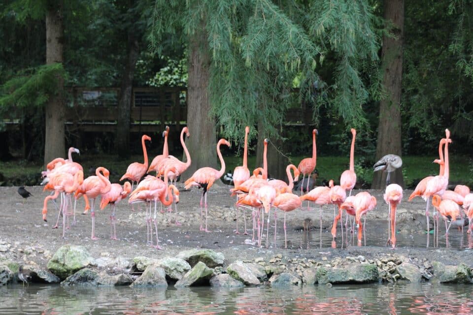 zoo de beauval